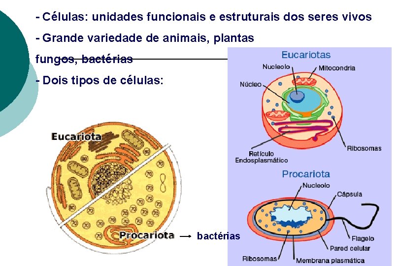 - Células: unidades funcionais e estruturais dos seres vivos - Grande variedade de animais,