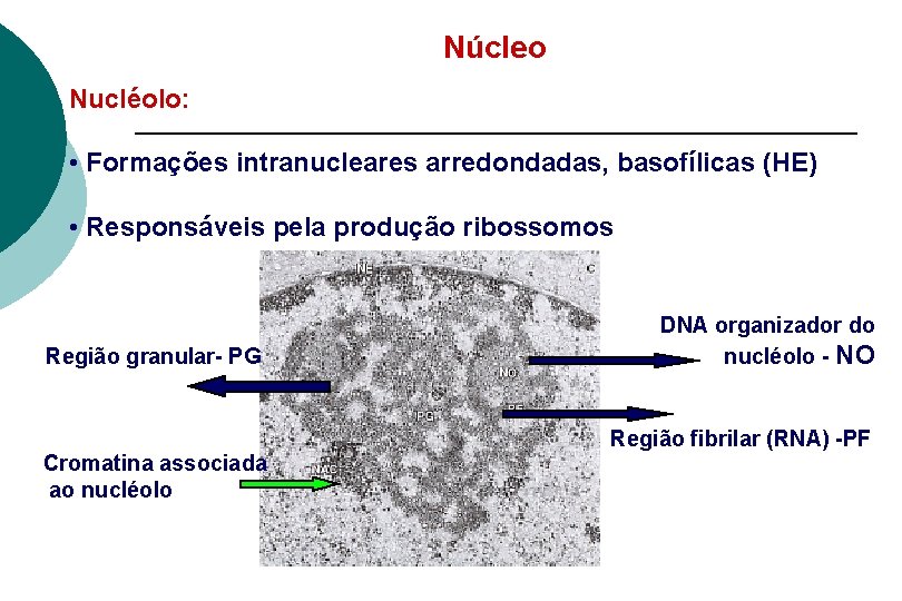 Núcleo Nucléolo: • Formações intranucleares arredondadas, basofílicas (HE) • Responsáveis pela produção ribossomos Região