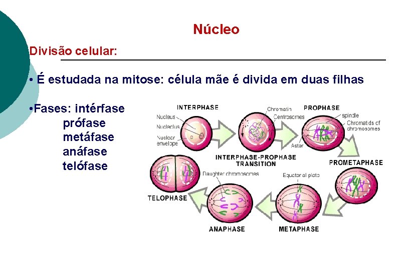 Núcleo Divisão celular: • É estudada na mitose: célula mãe é divida em duas