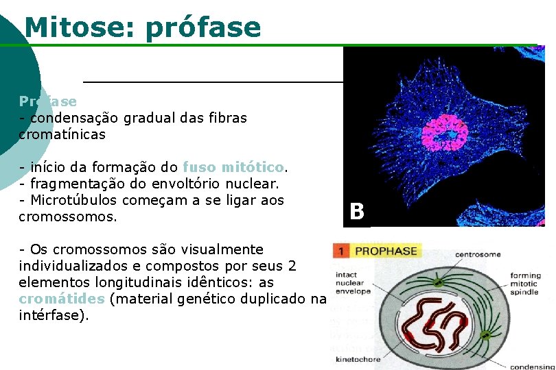 Mitose: prófase Prófase - condensação gradual das fibras cromatínicas - início da formação do