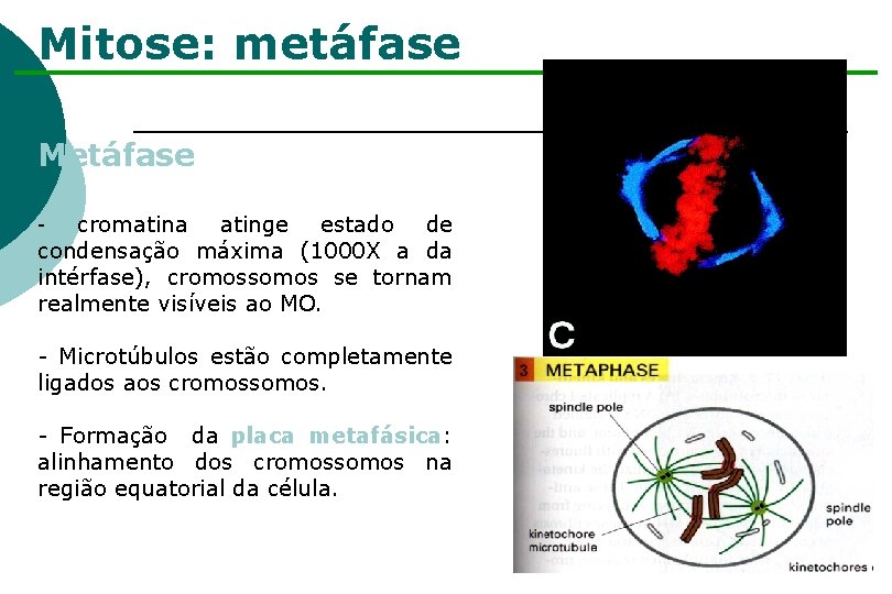 Mitose: metáfase Metáfase cromatina atinge estado de condensação máxima (1000 X a da intérfase),