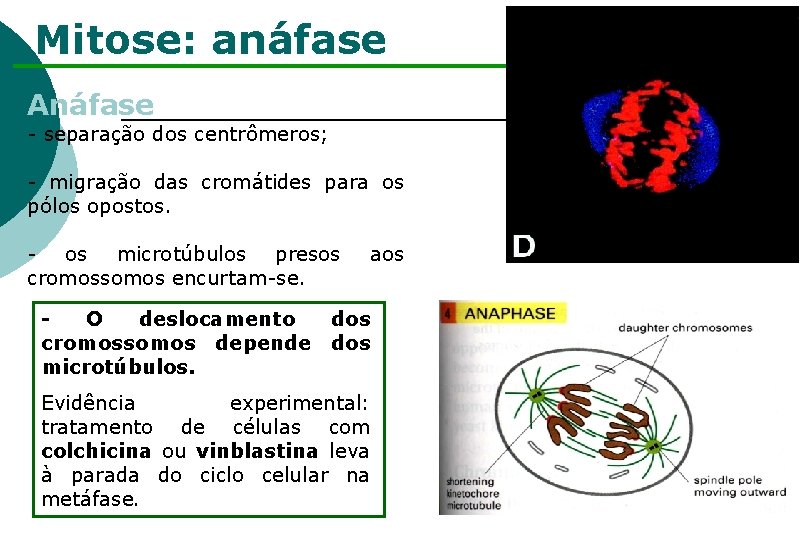 Mitose: anáfase Anáfase - separação dos centrômeros; - migração das cromátides para os pólos