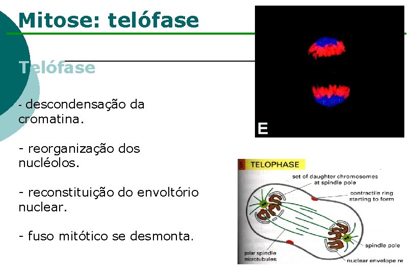 Mitose: telófase Telófase descondensação da cromatina. - - reorganização dos nucléolos. - reconstituição do