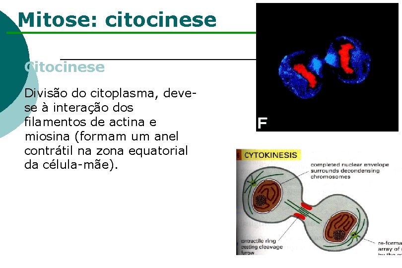Mitose: citocinese Citocinese Divisão do citoplasma, devese à interação dos filamentos de actina e