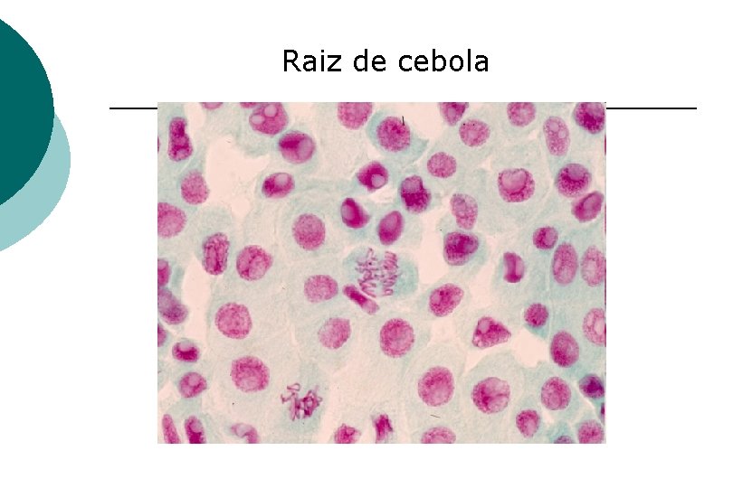 Raiz de cebola 