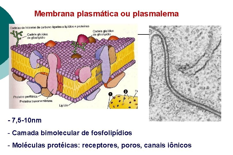 Membrana plasmática ou plasmalema - 7, 5 -10 nm - Camada bimolecular de fosfolipídios