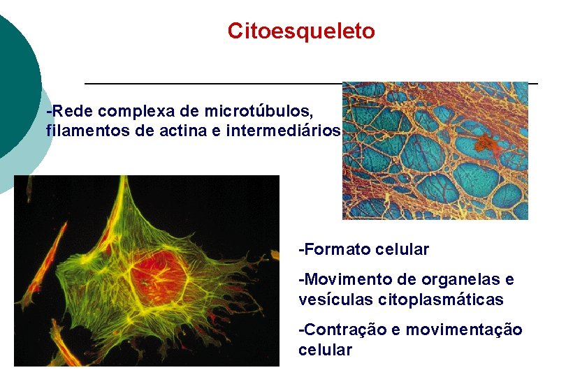 Citoesqueleto -Rede complexa de microtúbulos, filamentos de actina e intermediários -Formato celular -Movimento de