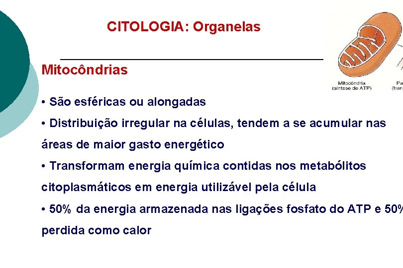 CITOLOGIA: Organelas Mitocôndrias • São esféricas ou alongadas • Distribuição irregular na células, tendem