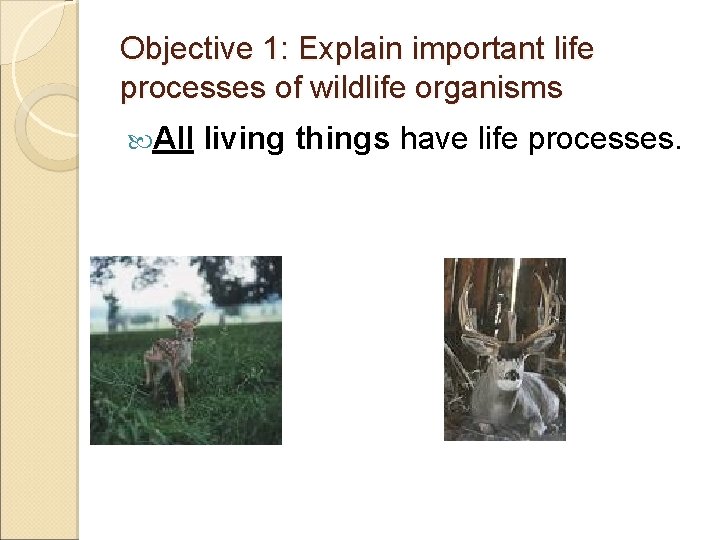 Objective 1: Explain important life processes of wildlife organisms All living things have life
