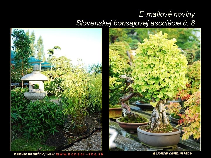 E-mailové noviny Slovenskej bonsajovej asociácie č. 8 Kliknite na stránky SBA: w w w.
