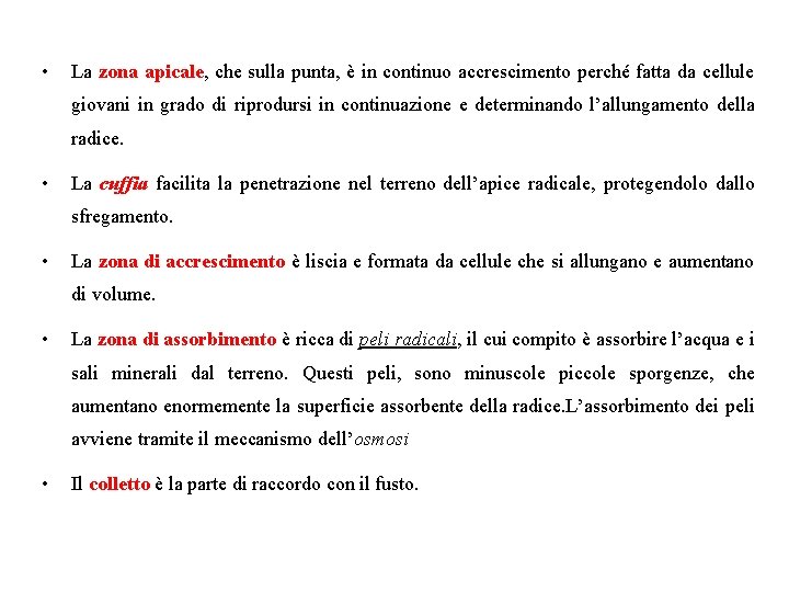  • La zona apicale, che sulla punta, è in continuo accrescimento perché fatta