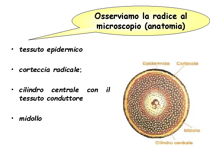 Osserviamo la radice al microscopio (anatomia) • tessuto epidermico • corteccia radicale; • cilindro Osserviamo la radice al microscopio (anatomia) • tessuto epidermico • corteccia radicale; • cilindro