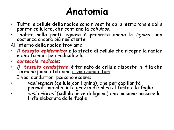 Anatomia • Tutte le cellule della radice sono rivestite dalla membrana e dalla parete