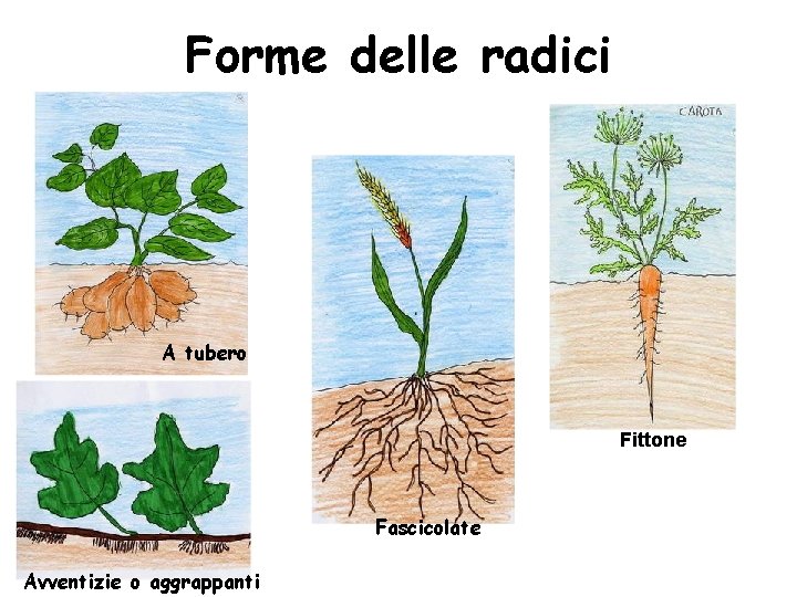Forme delle radici A tubero Fittone Fascicolate Avventizie o aggrappanti Forme delle radici A tubero Fittone Fascicolate Avventizie o aggrappanti