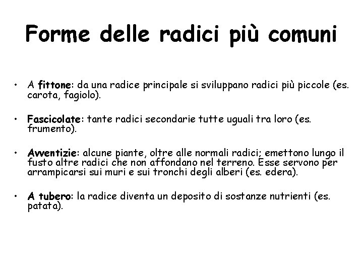 Forme delle radici più comuni • A fittone: da una radice principale si sviluppano Forme delle radici più comuni • A fittone: da una radice principale si sviluppano