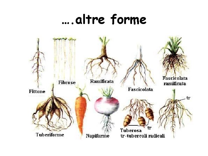 …. altre forme …. altre forme