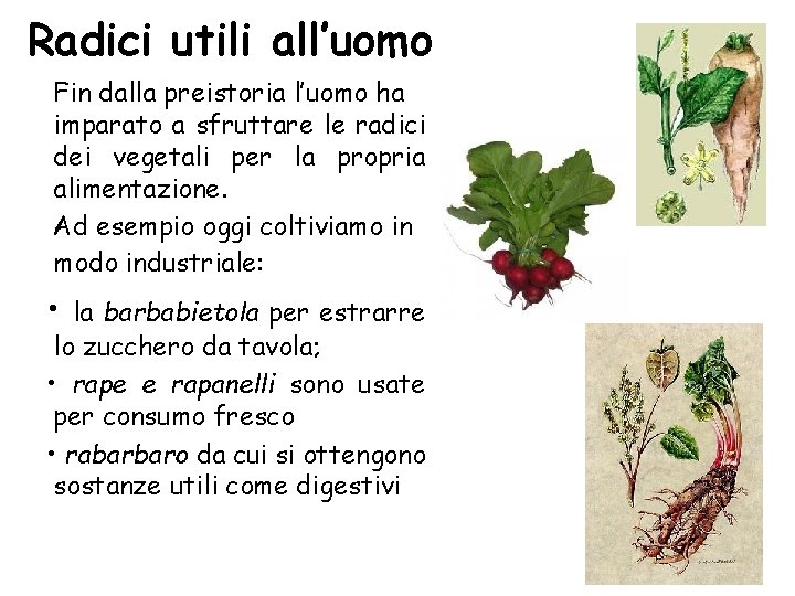 Radici utili all’uomo Fin dalla preistoria l’uomo ha imparato a sfruttare le radici dei