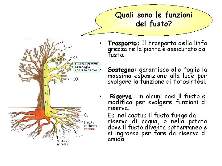 Quali sono le funzioni del fusto? • Trasporto: Il trasporto della linfa grezza nella