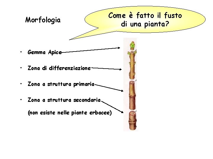 Morfologia • Gemma Apice • Zona di differenziazione • Zona a struttura primaria • Morfologia • Gemma Apice • Zona di differenziazione • Zona a struttura primaria •