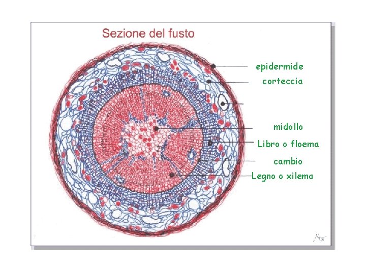epidermide corteccia midollo Libro o floema cambio Legno o xilema epidermide corteccia midollo Libro o floema cambio Legno o xilema
