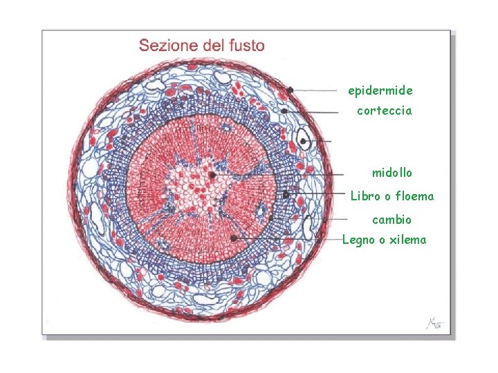 epidermide corteccia midollo Libro o floema cambio Legno o xilema 