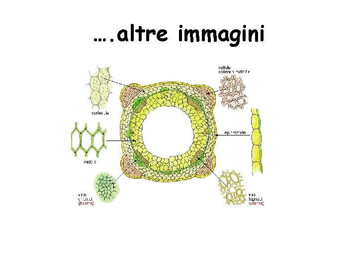 …. altre immagini 