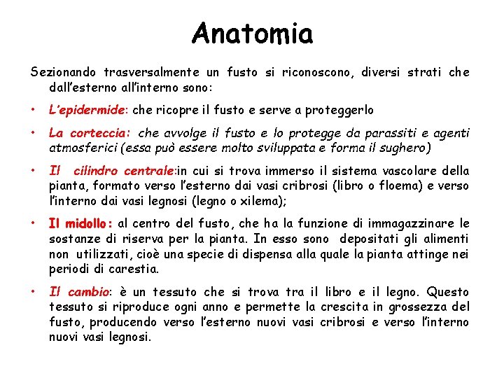 Anatomia Sezionando trasversalmente un fusto si riconoscono, diversi strati che dall’esterno all’interno sono: •