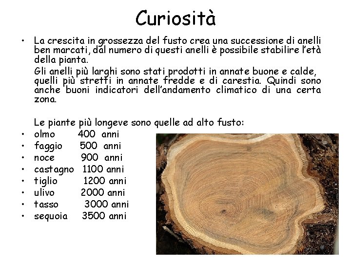 Curiosità • La crescita in grossezza del fusto crea una successione di anelli ben Curiosità • La crescita in grossezza del fusto crea una successione di anelli ben