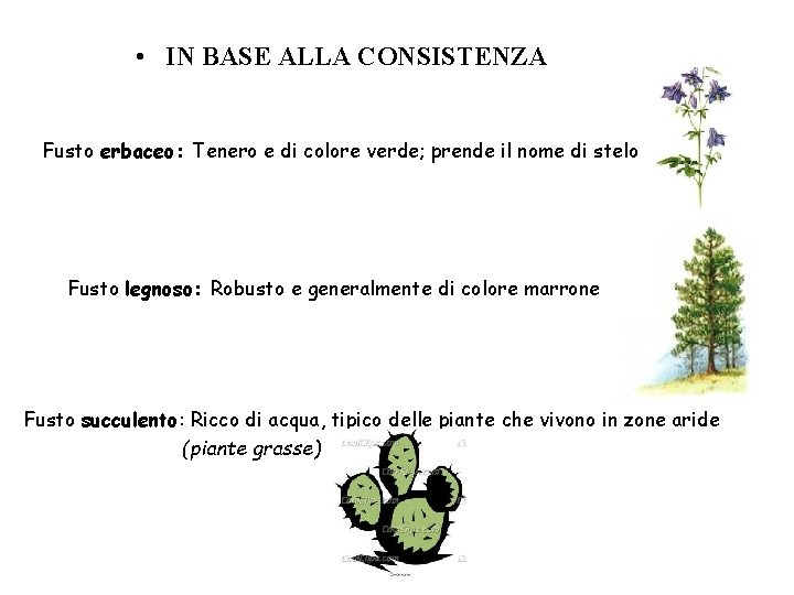 • IN BASE ALLA CONSISTENZA Fusto erbaceo: Tenero e di colore verde; prende • IN BASE ALLA CONSISTENZA Fusto erbaceo: Tenero e di colore verde; prende