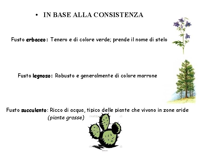  • IN BASE ALLA CONSISTENZA Fusto erbaceo: Tenero e di colore verde; prende