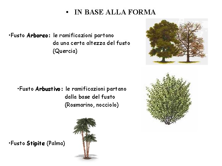  • IN BASE ALLA FORMA • Fusto Arboreo: le ramificazioni partono da una