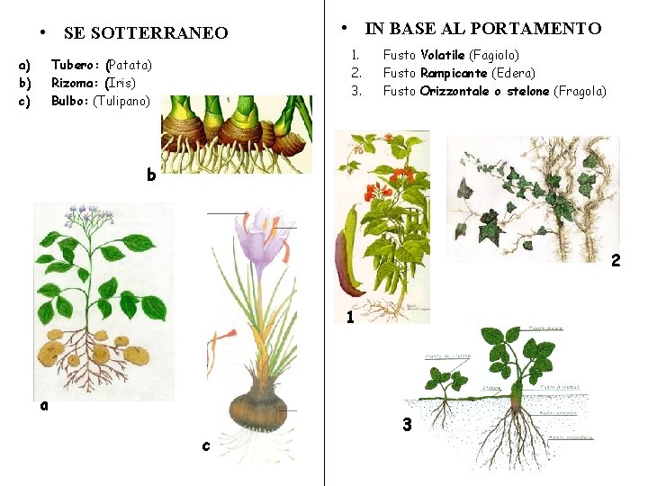  • SE SOTTERRANEO a) b) c) • IN BASE AL PORTAMENTO 1. 2.