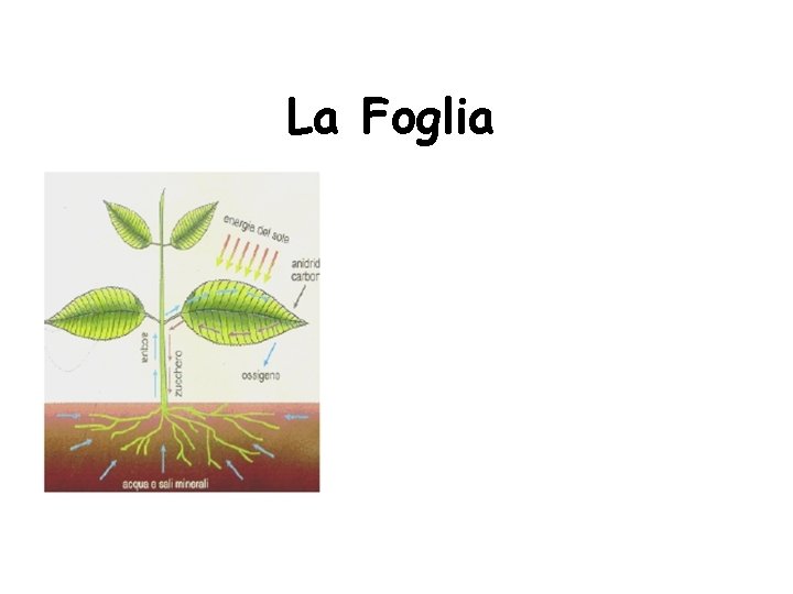 La Foglia La Foglia