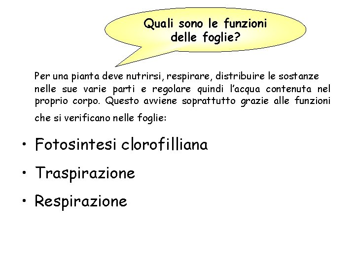 Quali sono le funzioni delle foglie? Per una pianta deve nutrirsi, respirare, distribuire le