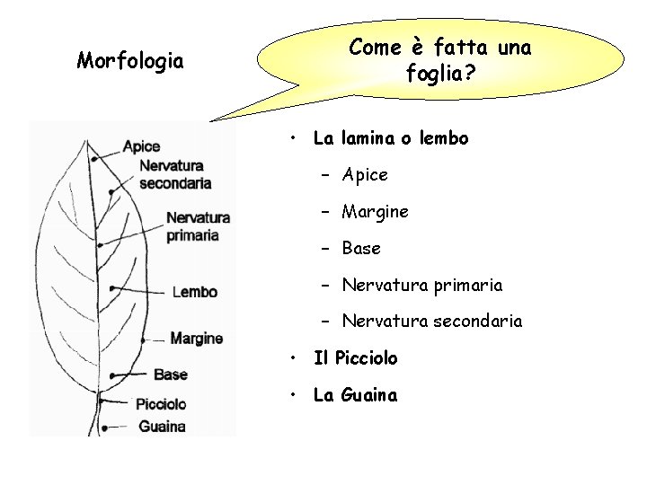 Morfologia Come è fatta una foglia? • La lamina o lembo – Apice –