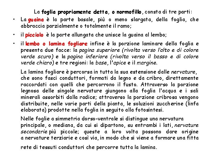  • La foglia propriamente detta, o normofillo, consta di tre parti: La guaina