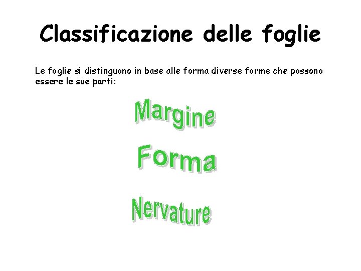 Classificazione delle foglie Le foglie si distinguono in base alle forma diverse forme che