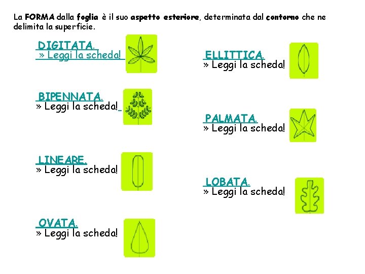 La FORMA dalla foglia è il suo aspetto esteriore, determinata dal contorno che ne La FORMA dalla foglia è il suo aspetto esteriore, determinata dal contorno che ne