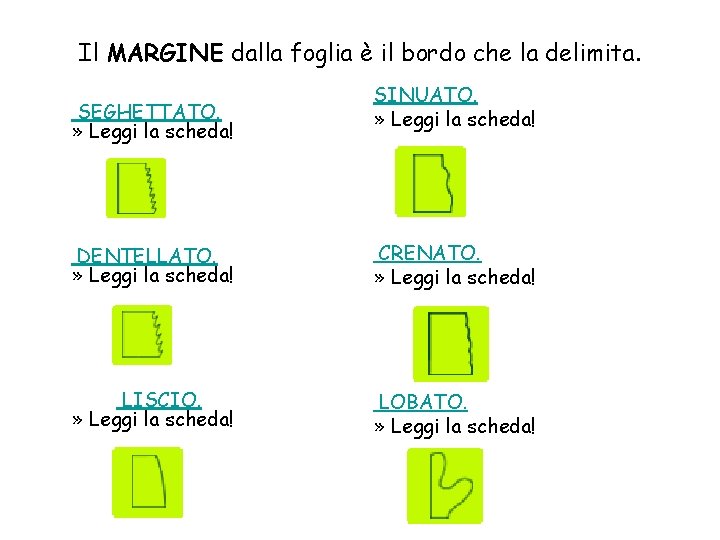 Il MARGINE dalla foglia è il bordo che la delimita. SEGHETTATO. » Leggi la Il MARGINE dalla foglia è il bordo che la delimita. SEGHETTATO. » Leggi la