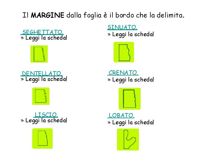 Il MARGINE dalla foglia è il bordo che la delimita. SEGHETTATO. » Leggi la