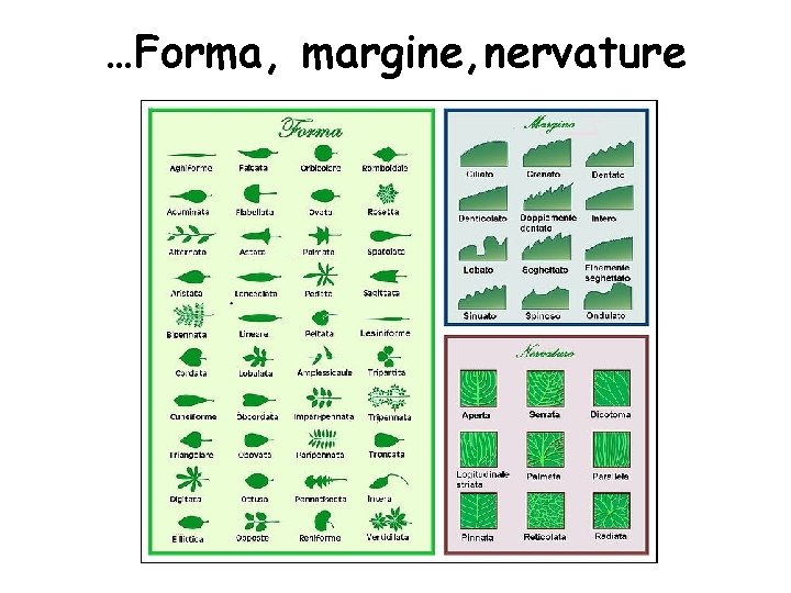 …Forma, margine, nervature 