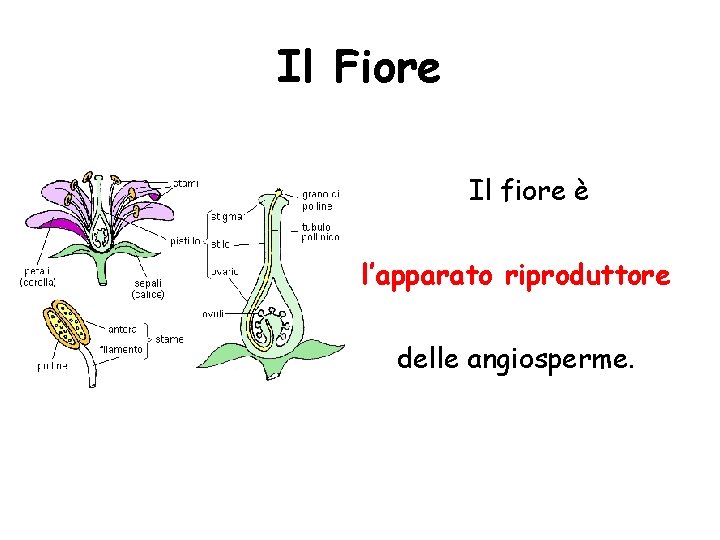 Il Fiore Il fiore è l’apparato riproduttore delle angiosperme. 