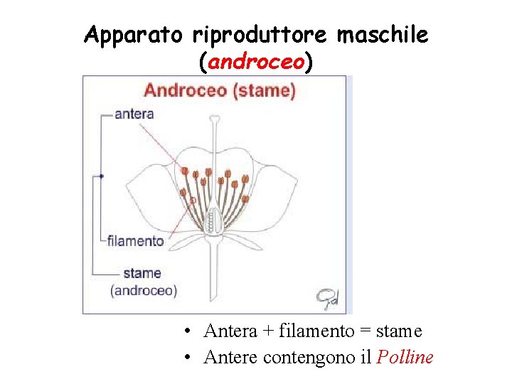 Apparato riproduttore maschile (androceo) • Antera + filamento = stame • Antere contengono il Apparato riproduttore maschile (androceo) • Antera + filamento = stame • Antere contengono il
