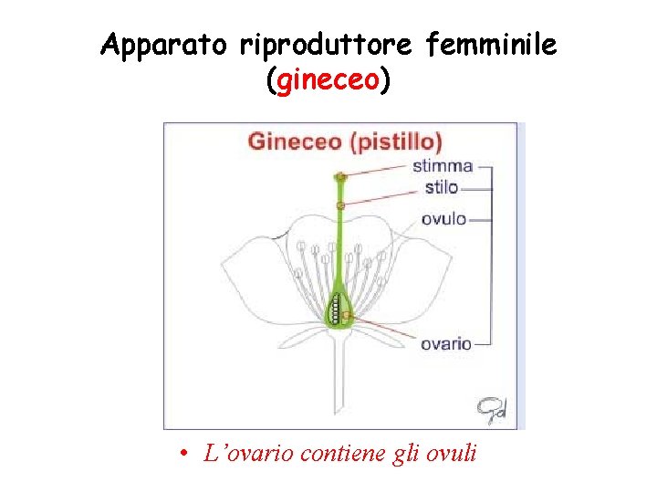 Apparato riproduttore femminile (gineceo) • L’ovario contiene gli ovuli Apparato riproduttore femminile (gineceo) • L’ovario contiene gli ovuli