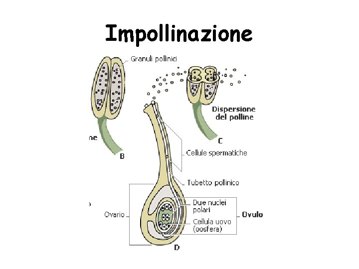 Impollinazione Impollinazione