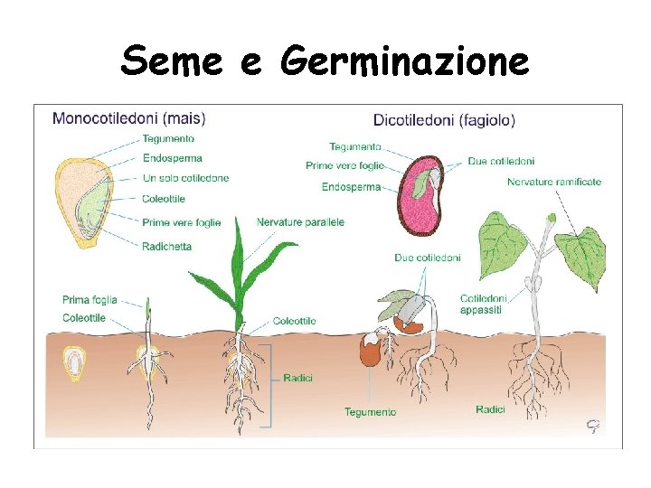 Seme e Germinazione 