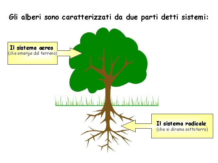 Gli alberi sono caratterizzati da due parti detti sistemi: Il sistema aereo (che emerge Gli alberi sono caratterizzati da due parti detti sistemi: Il sistema aereo (che emerge