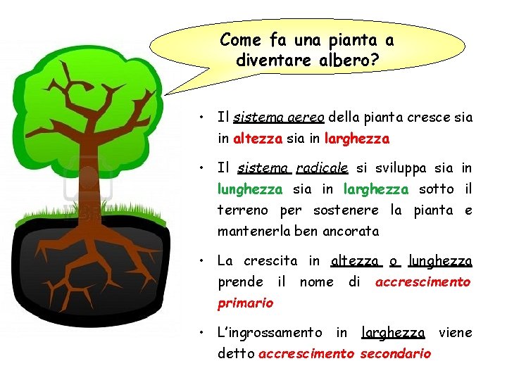 Come fa una pianta a diventare albero? • Il sistema aereo della pianta cresce