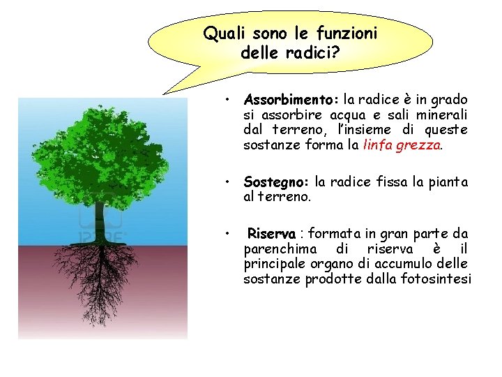 Quali sono le funzioni delle radici? • Assorbimento: la radice è in grado si Quali sono le funzioni delle radici? • Assorbimento: la radice è in grado si