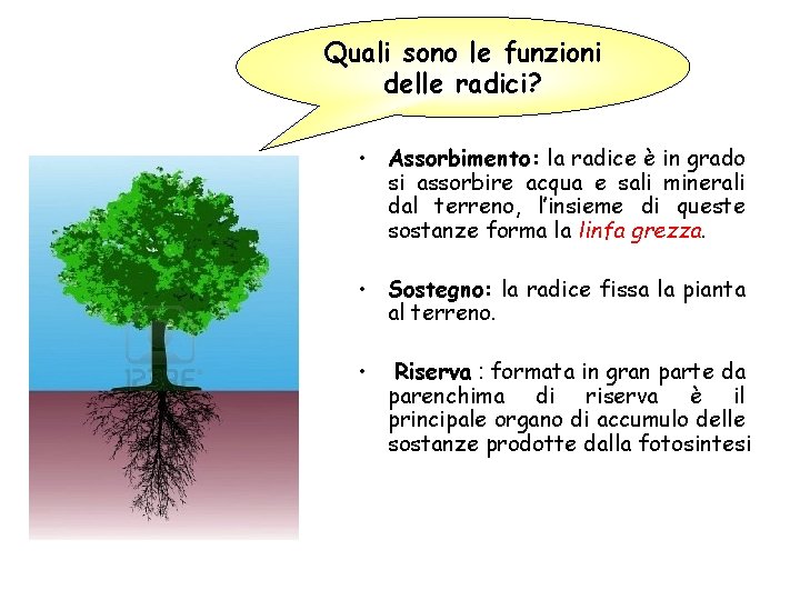 Quali sono le funzioni delle radici? • Assorbimento: la radice è in grado si